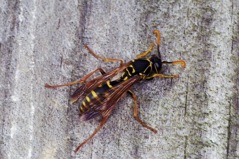 Vespula_ZZXYX_F2328_Z_85_Cape Reinga_Nieuw-Zeeland.jpg